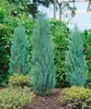 Juniperus scopulorum 'Blue Arrow', Wacholder, säulenförmig, Produktbild-Vorschau 9