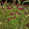 6 x Mazedonische Witwenblume - Knautia macedonica  | Topf Produktbild-Vorschau 2