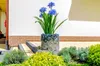 A decorative planter with blue flowers sits on a paved patio next to a building. Náhled obrázku produktu