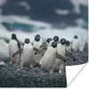 MuchoWow® Poster Adeliepinguine am Strand 75x75 cm - Wand Produktbild-Vorschau 1