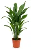 1x Aspidistra Elatior Zimmerpflanze, 80 cm Höhe, 19 cm Produktbild-Vorschau 1