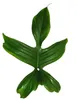 Philodendron Florida Beauty Green - Výnimočný stromový Náhľad obrázku produktu 3