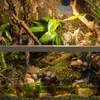 Terrario Shadow Forest Moss - muschio naturale 35x28cm Anteprima dell’immagine prodotto 10