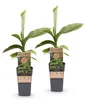 Green boutiQ - Obstpflanze - Musa Basjoo - Bananenbaum - Produktbild-Vorschau 1