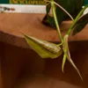 Bloomique - Philodendron Scandens Micans - Roślina Podgląd zdjęcia produktu 5