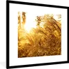 MuchoWow® Gerahmtes Poster Pampasgras - Sonne - Gras 40x40 Produktbild-Vorschau 1