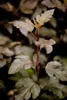 Physocarpus opulifolius 'Diabolo' -R-, Blasenspiere, Produktbild-Vorschau 3