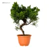 Bonsai jałowiec - Juniperus chinensis Kishu z Japonii, Podgląd zdjęcia produktu 3