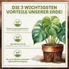 Green Home Monstera Erde 36 L – Substrat für Fensterblatt, Produktbild-Vorschau 4