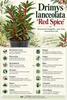 Tasmanischer Bergpfeffer ‘Red Spice’ – Drimys lanceolata, Produktbild-Vorschau 2