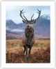 Poster - Poster ohne Rahmen - Hirsch Hirsch Schottland - Produktbild-Vorschau 1