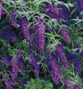 Sommerflieder ´BLACK KNIGHT´ 15-20 cm, Cont. 2,5 l Produktbild-Vorschau 3