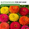 Zinnien Dahlienblütige Riesen, Mischung Samen - Zinnia Produktbild-Vorschau 6