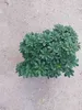 Pittosporum tob. 'Nanum' - Australischer Lorbeer 40-50 cm - Podgląd zdjęcia produktu 1