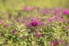 Spiraea japonica 'Anthony Waterer', Rote Sommerspiere, Produktbild-Vorschau 2