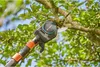 Gardena nożyce do gałęzi Pro L 12081-20 Podgląd zdjęcia produktu 21