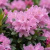 Bloomique - Rododendron Bloombux Magenta - Rododendron Podgląd zdjęcia produktu 4