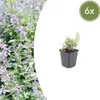 Nepeta faassenii (kocicí máta) - 6 rostlin, prumer 9cm, Náhled obrázku produktu 4
