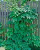Humulus lupulus, Hopfen, 60–100 cm Produktbild-Vorschau 13
