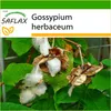 SAFLAX - hrnková bavlna - Gossypium herbaceum - 12 Semena - Náhled obrázku produktu 6