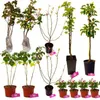 Essbarer Waldgarten-Set – Für kleine Gärten! – 12 Produktbild-Vorschau 1