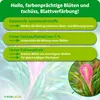 Purgrün Tillandsien-Dünger 1 Liter, Produktbild-Vorschau 3