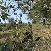 Olive Poem Drop of Art oliwa wczesnego zbioru extra virgin Podgląd zdjęcia produktu 13