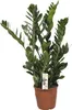 Glücksfeder FloraSelf Zamioculcas zamiifolia H 80-100 cm Ø Produktbild-Vorschau 1