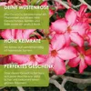 GROW2GO Kakteen Starter Kit Anzuchtset - Pflanzset aus Produktbild-Vorschau 5