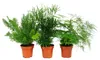 Zierspargel  - 3er Set - 3 verschiedene Asparagus Pflanzen Produktbild-Vorschau 1