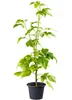 Himbeere ‘Valentina’ gelb | Rubus idaeus | Sommerhimbeere Produktbild-Vorschau 4