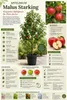 Apfelbaum Malus Starking Roter Delicious – Obstbaum 100–140 Produktbild-Vorschau 2