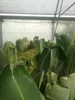 Strelitzia augusta (130–160 cm) – Biały storczyk Podgląd zdjęcia produktu 5