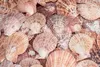 Pecten nobilis 0,5 kg 5-8 cm ca. 30-40 Stück Kammmuscheln Produktbild-Vorschau 4