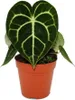 Fiore di clematide - Anthurium clarinervium - Fiore di Anteprima dell’immagine prodotto 3