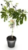 Figovník Ficus carica Little Miss Figgy - výška 19cm, výška Náhľad obrázku produktu 2