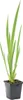 Bloomique - Iris Pseudacorus - Heimische Sumpf-Schwertlilie Produktbild-Vorschau 1