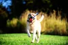 A yellow Labrador dog running in a grassy field with a ball and toy in its mouth. Produktbild-Vorschau