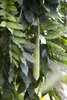 Wisteria sinensis, Chinesischer Blauregen, 40–60 cm Produktbild-Vorschau 8