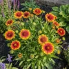 3x Gaillardia Arizona Sun P9H20 Produktbild-Vorschau 4
