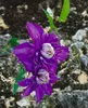 Clematis Hybride 'Multi Blue', Clematis, blau, 80–100 cm Produktbild-Vorschau 7