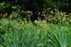 Leopardenblume, Cont. 0,5 l Produktbild-Vorschau 8