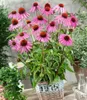 BALDUR Garten 9x Echinacea purpurea, Pflanzen im 9x9 Produktbild-Vorschau 2