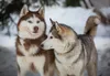 3 D Ansichtskarte Schlittenhunde, Huskys Postkarte Produktbild-Vorschau 1