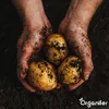 Saatkartoffeln Frieslander A 28/35 (5 kg) - Organifer Produktbild-Vorschau 3
