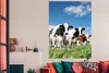 MuchoWow® Poster Kühe - Landleben - Weide - Natur - Tiere Produktbild-Vorschau 2