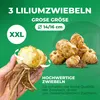 Lilien Zwiebeln Winterhart Mehrjährig - Riesen Lilien Baum Produktbild-Vorschau 4