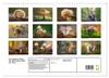 Kunstgalerie Wald - die verborgene Welt der Pilze Produktbild-Vorschau 2