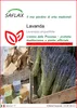 SAFLAX  - Lavanda - 150 semi - Lavandula Anteprima dell’immagine prodotto 1