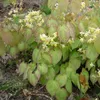 6 x černomořská elfí květina  - Epimedium pinnatum Náhled obrázku produktu 2